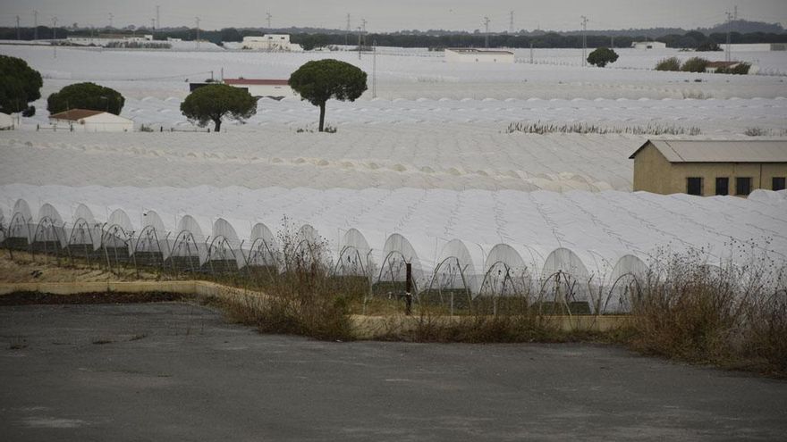 Invernaderos de fresas en la Corona Norte de Doñana que podrían beneficiarse de la ley que se tramita en el Parlamento.