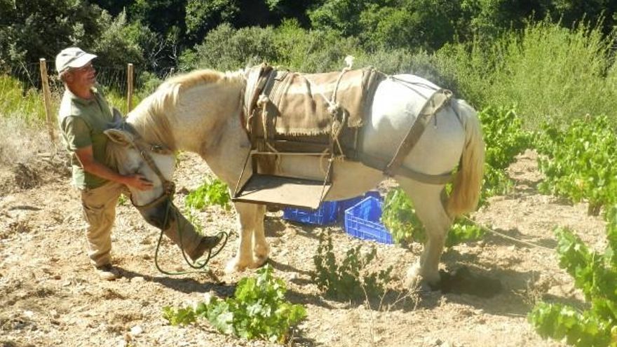 Muleros para la vendimia.