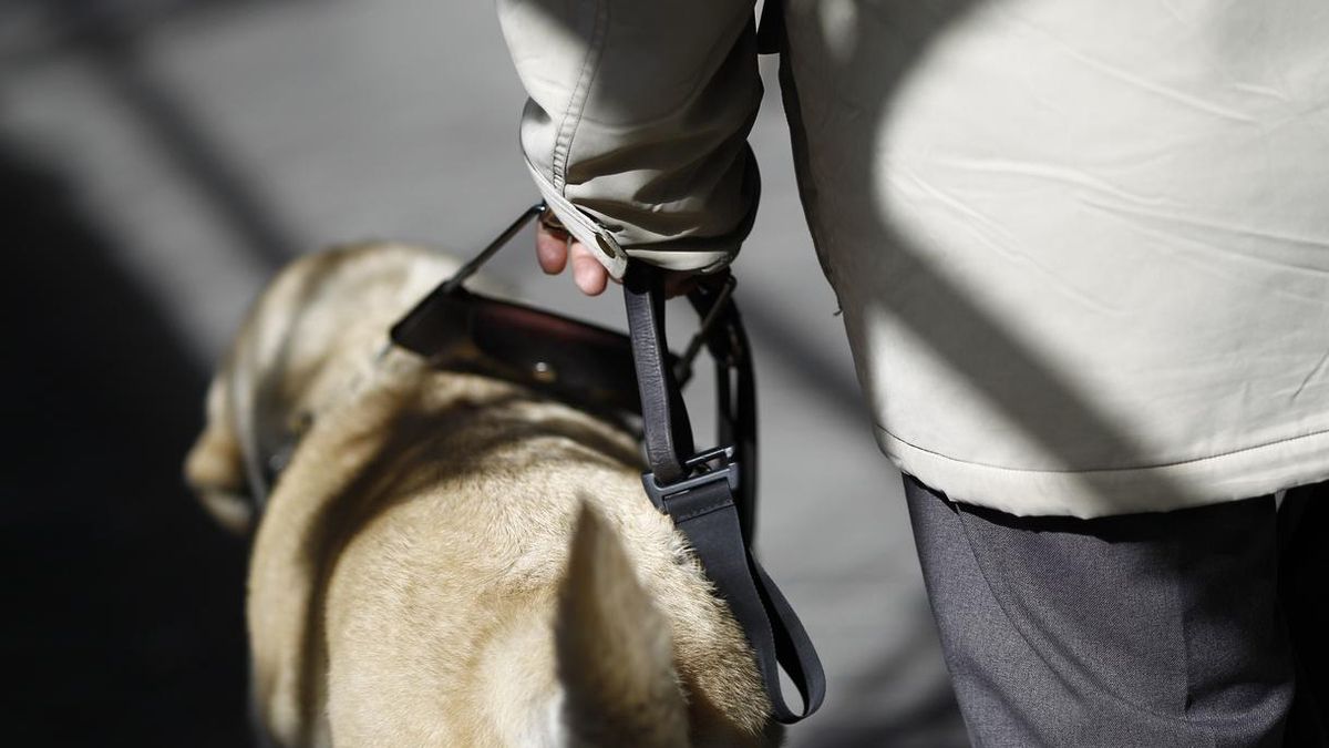 La ley promoverá la utilización de perros de asistencia por parte de las personas con discapacidad