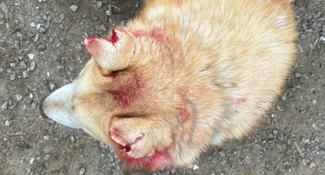 Perro herido después de una pelea