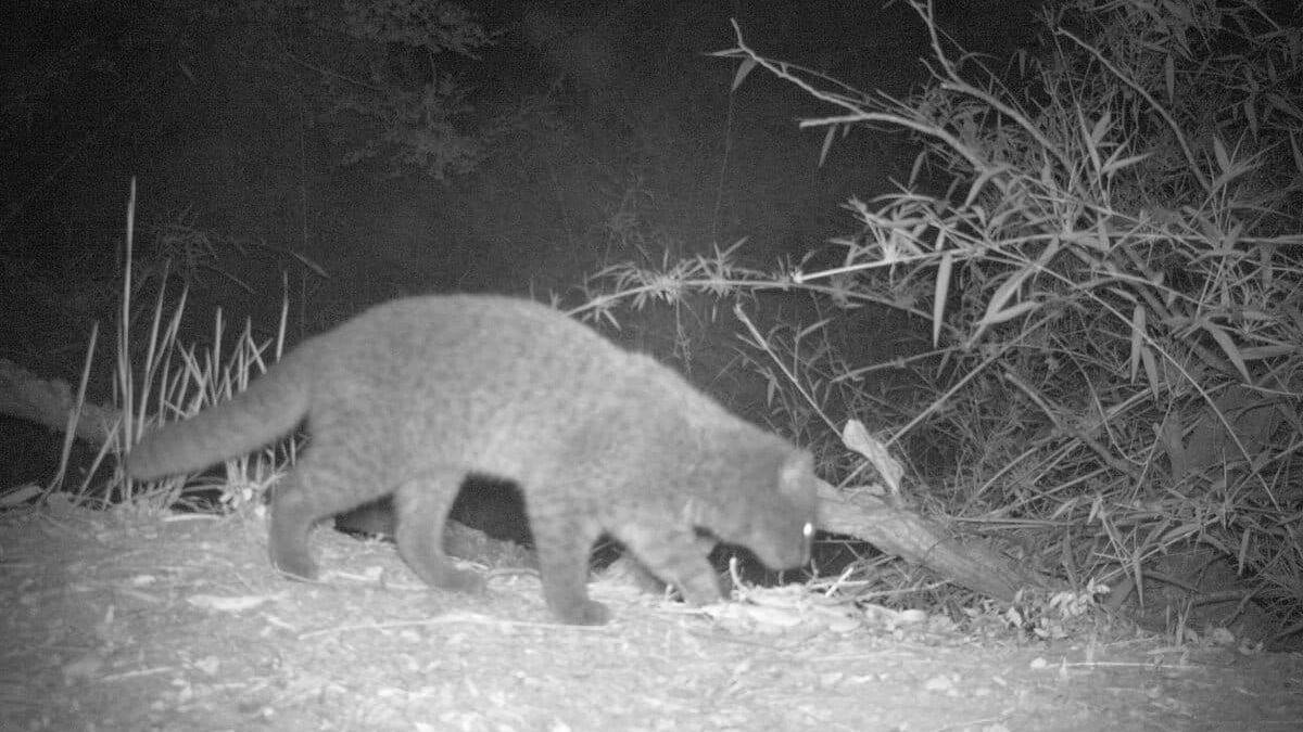 Identificar a los ejemplares de güiña melánica es difícil, ya que sus manchas únicas quedan ocultas. Gálvez afirma que usar un flash blanco, en lugar del flash infrarrojo utilizado durante el estudio, podría iluminar las marcas del lomo con mayor claridad. Foto: cortesía Nicholas Gálvez