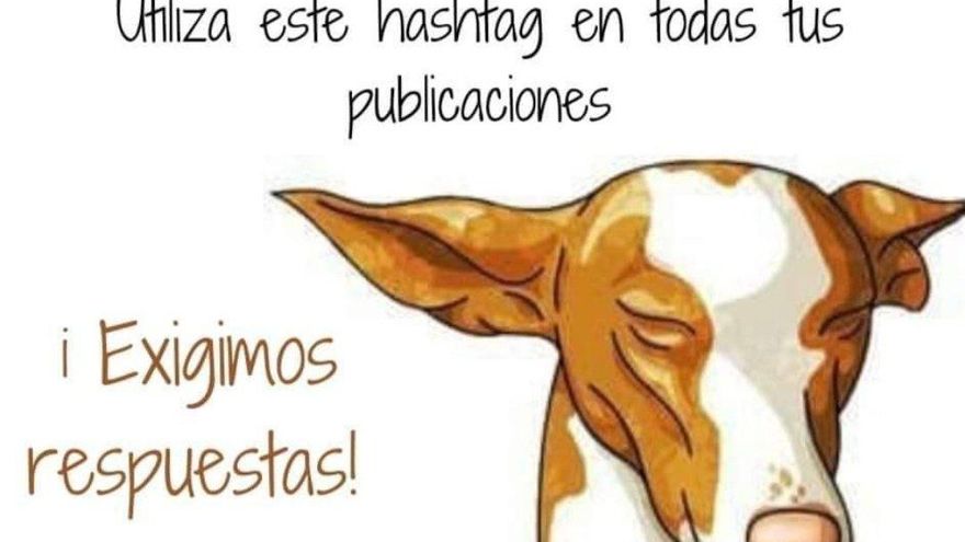#Dondeestanlospodencos: consternación en redes sociales por la 'desaparición' de los perros atrapados por la lava