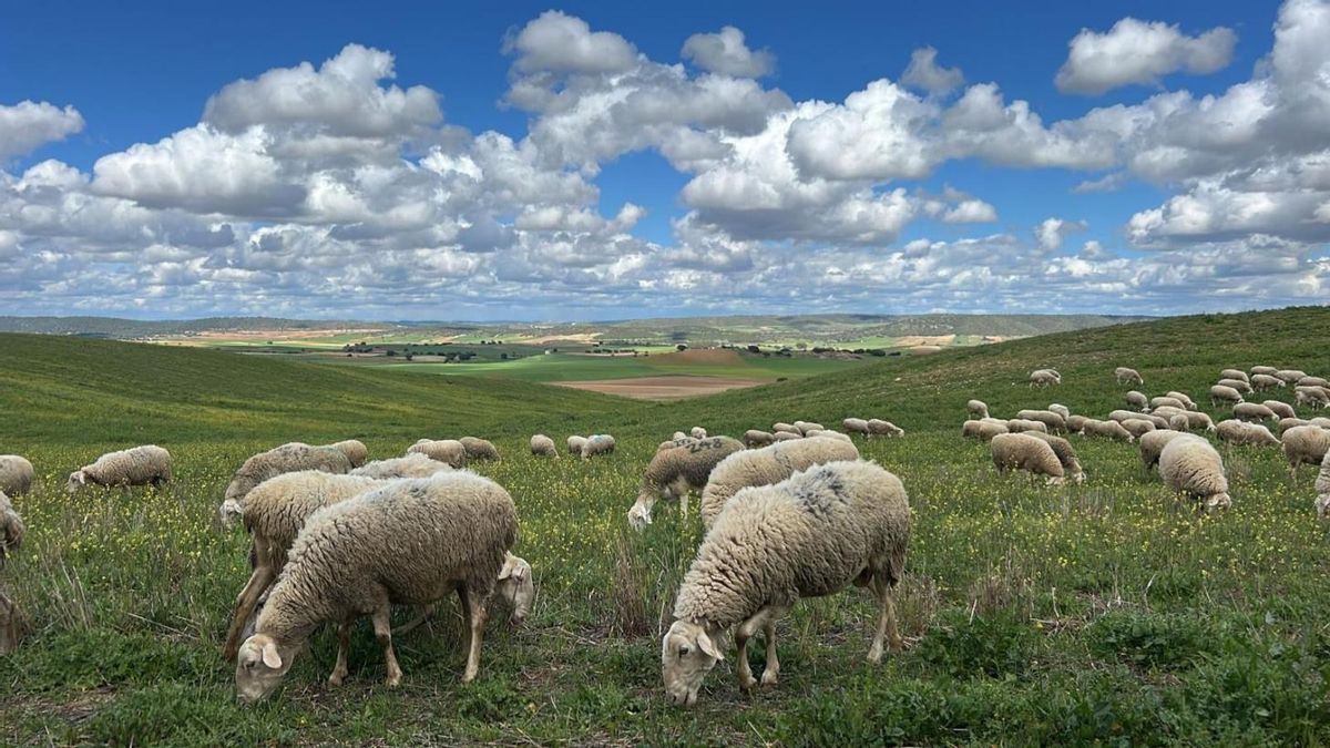 Castilla-La Mancha introduce facilidades para que ganaderos afectados por la lengua azul puedan cumplir con la PAC
