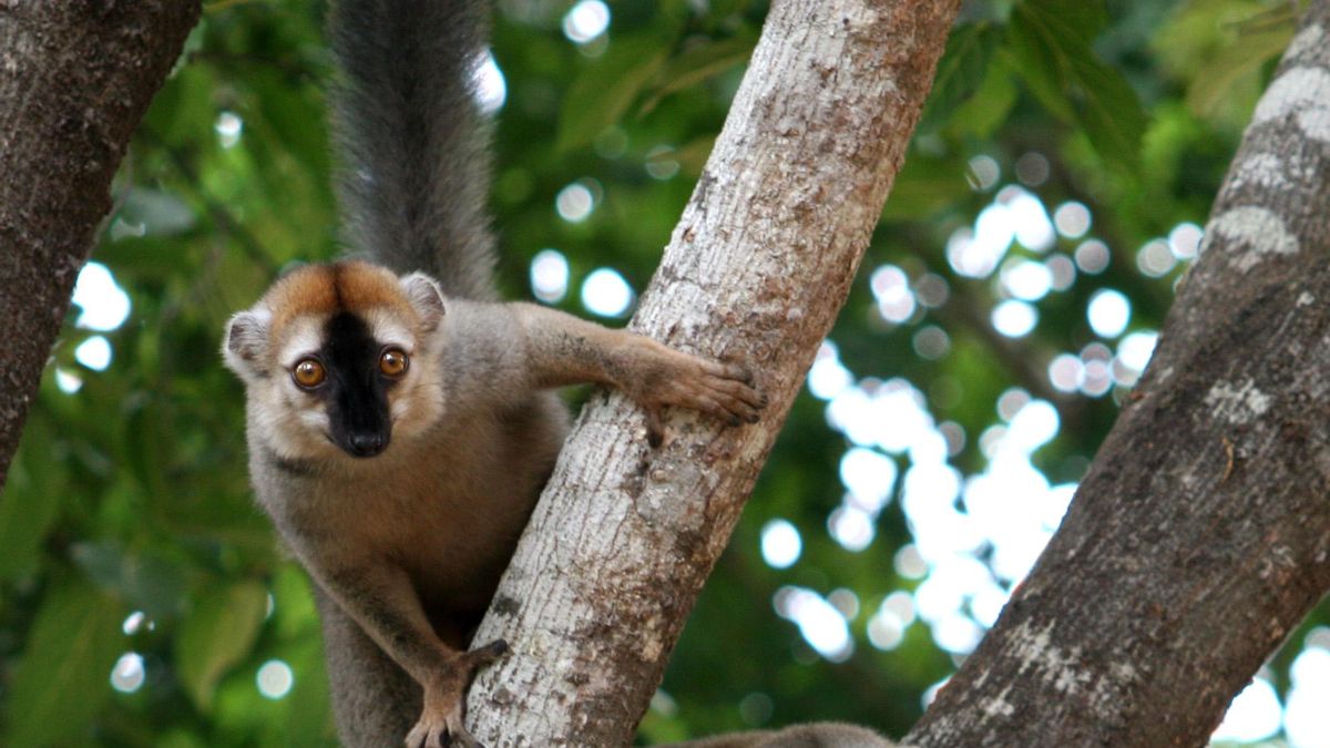 Las mentiras de la película animada 'Madagascar': la isla alberga más que lemures y fossa