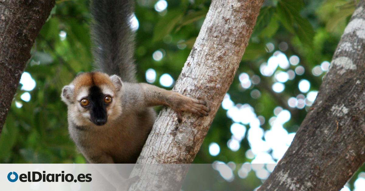 Las mentiras de la película animada 'Madagascar': la isla alberga más que lemures y fossa