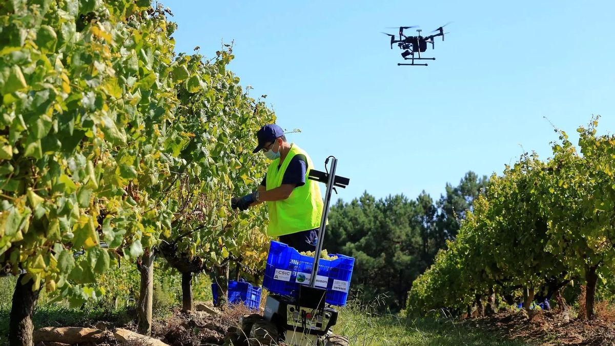Imagen  de archivo de un dron sobrevolando un cultivo de vid en el marco de un proyecto desarrollado por el CSIC.