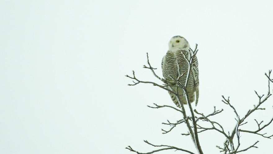 Primera fotografía realizada por el fotógrafo de este ave