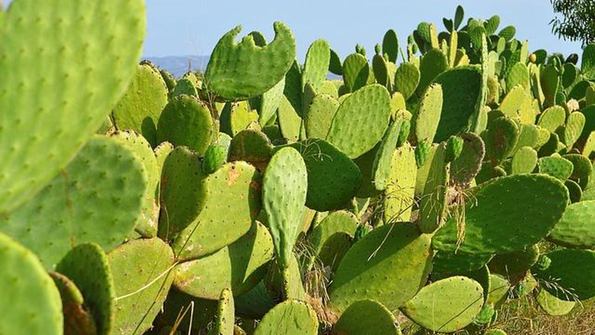 Campo de chumberas