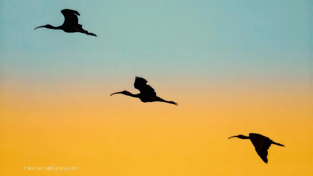 Silueta de ibis sagrados en el delta del río Po.