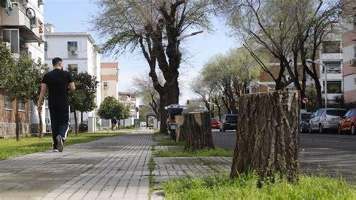 Tocones de árboles talados.