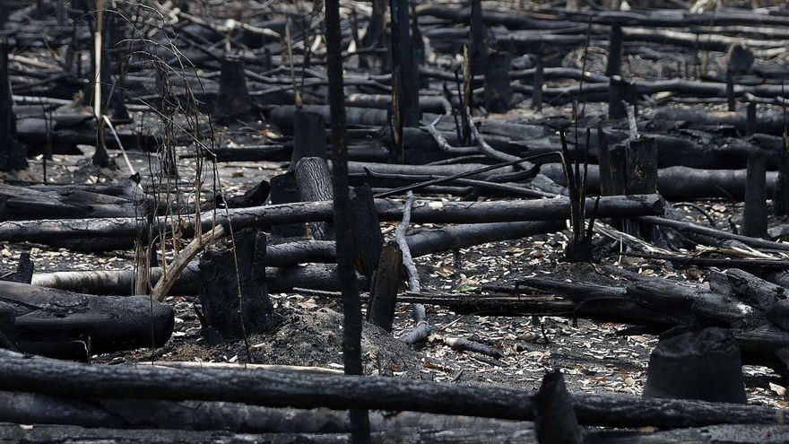 Expertos avisan de la "pérdida alarmante" de la biodiversidad en los trópicos