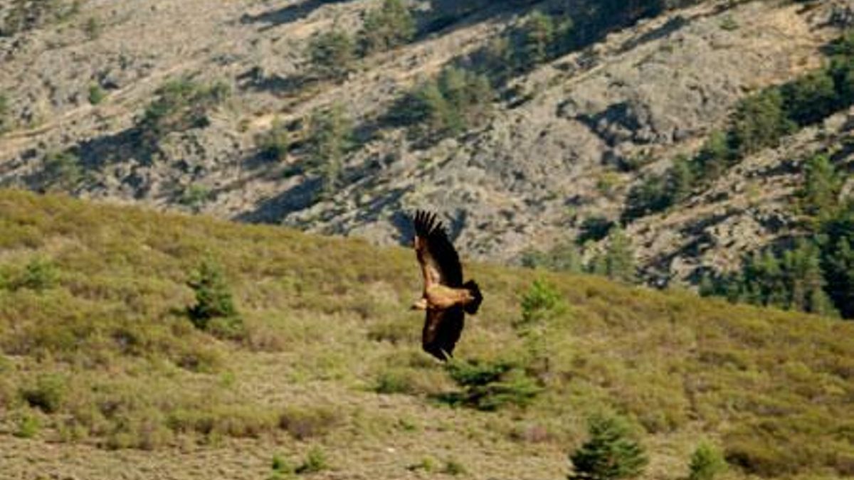 Buitres sobrevolando el entorno de Puebla de la Sierra