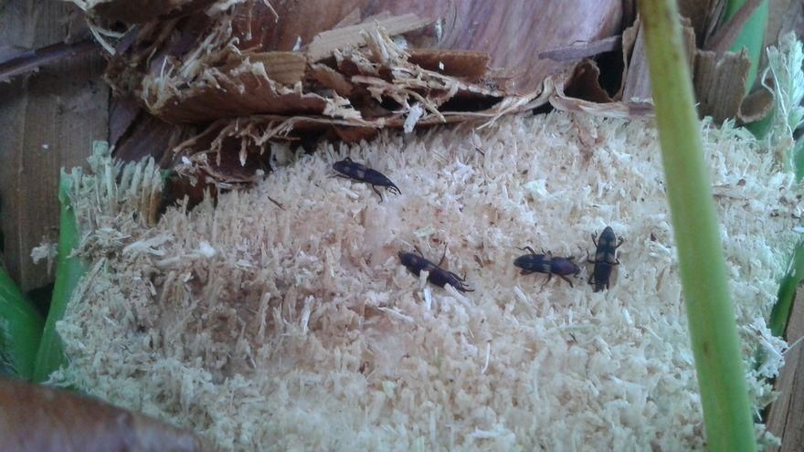 El Gobierno canario inicia una campaña para el control de la plaga del picudo negro en las plataneras