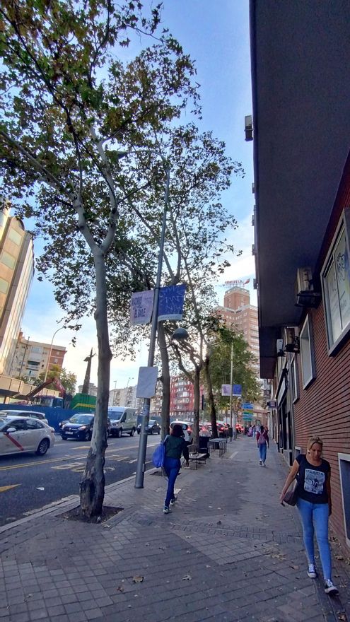 Plátanos de sombra en la acera de los pares de Avenida de América