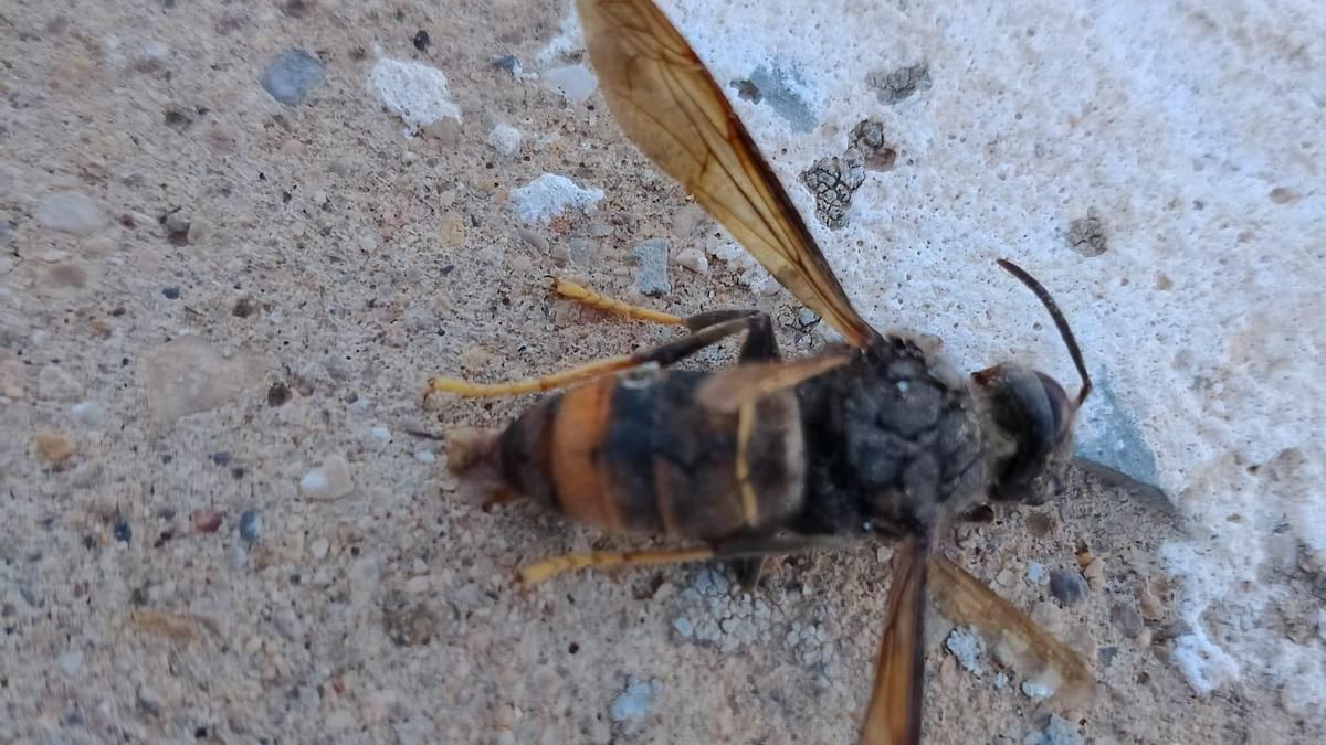 Avispa asiática localizada en Alcañiz