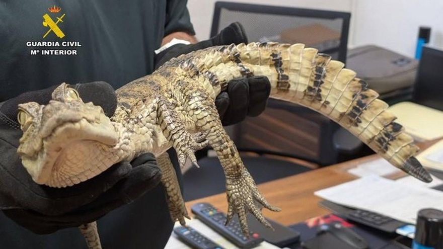 Capturan un caimán yacaré en un pantano de la población albaceteña de Almansa