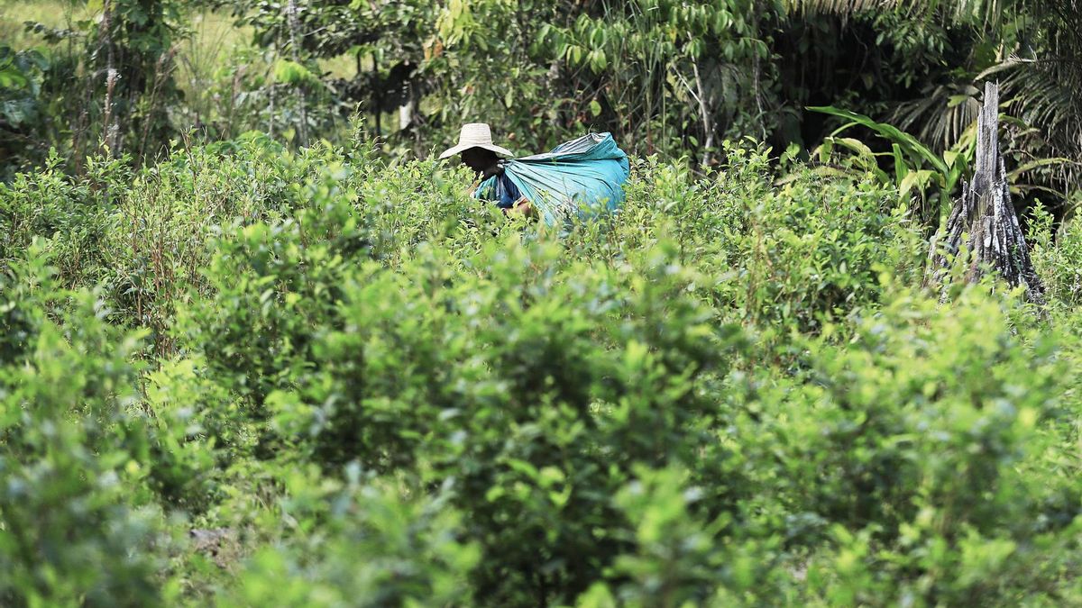 Una persona trabaja en la recolección de hojas de coca este viernes, en el Valle del Guamuez (Colombia).