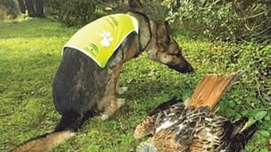 Ecologistas en Acción, GREFA y WWF se personarán como acusación por un envenenamiento de fauna amenazada en Cuenca