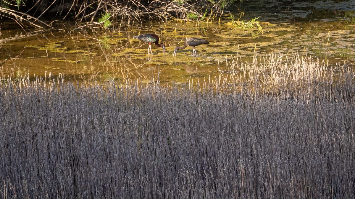 Archivo - Fauna en el corredor verde del Guadiamar