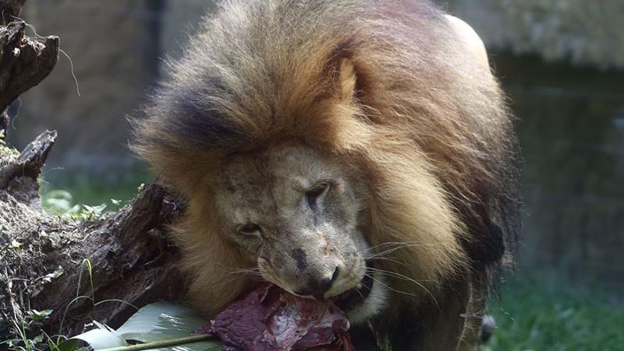 Un león del Parque Zoológico Santa Fe come, durante la cuarentena nacional decretada por el Gobierno para contener la expansión del COVID-19, el 3 de abril de 2020 en Medellín (Colombia).