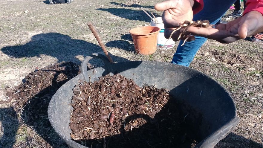 Renaturalización en las Tablas de Daimiel
