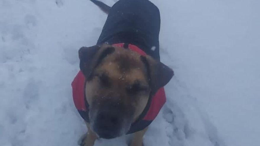 Un perrete sobre la nieve helada en Albacete