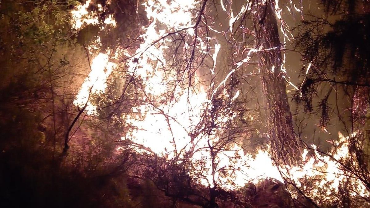 Incendio forestal declarado en Benatae (Jaén)