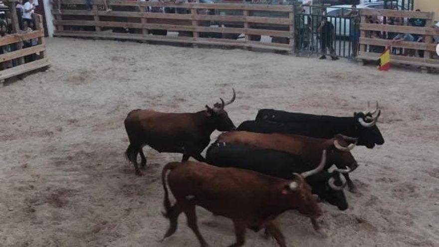 Un muerto tras los golpes de una vaquilla en Gelsa (Zaragoza): piden vetar el acceso de menores a los encierros
