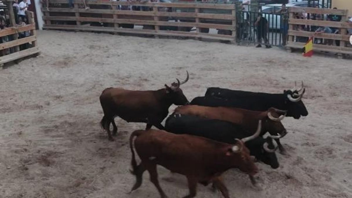 Un muerto tras los golpes de una vaquilla en Gelsa (Zaragoza): piden vetar el acceso de menores a los encierros