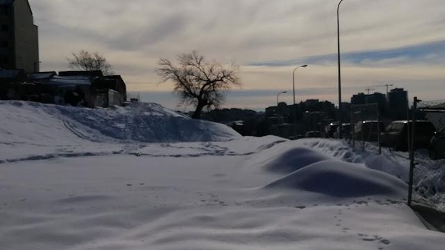 La simbólica morera centenaria del Paseo de la Dirección vuelve a pedir el indulto en el Pleno de Tetuán