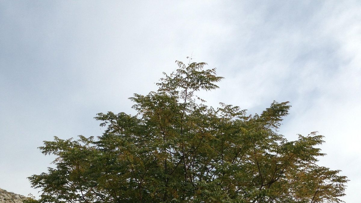 Concluyen los sondeos para localizar posibles fosas en el paraje donde podría estar enterrado Lorca