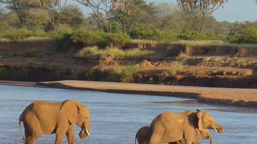 Cerebro grande, cuerpo más pequeño: el sorprendente caso de los elefantes asiáticos