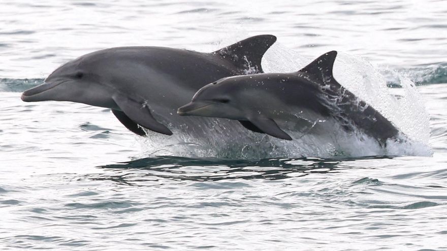 Encuentran en delfines y marsopas sustancias químicas procedentes de desechos electrónicos