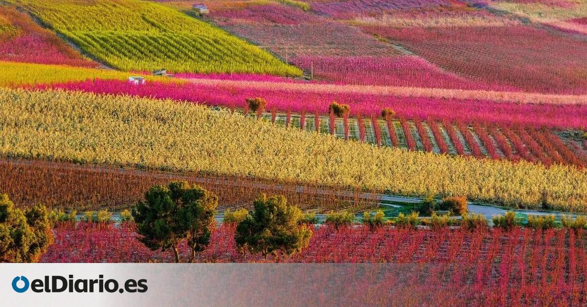 Del almendro al melocotonero: cuándo es el mejor momento para visitar el fenómeno de la floración