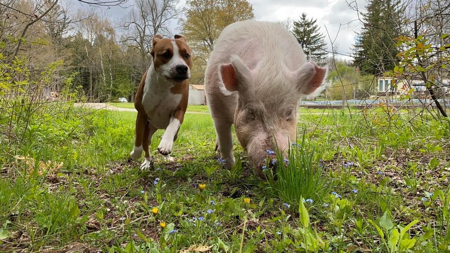 Veganismo, una toma de conciencia que empieza por no comer animales