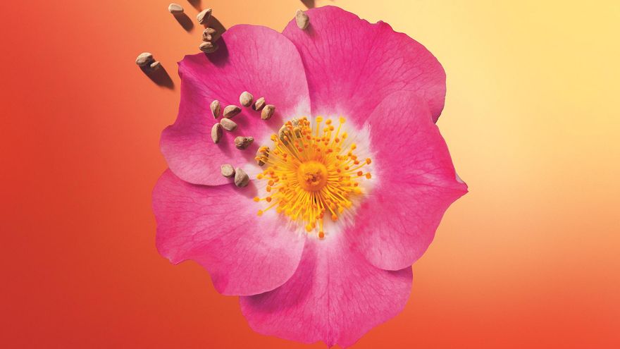 Ingredientes naturales, como la rosa mosqueta, son claves para la eficacia del tratamiento.