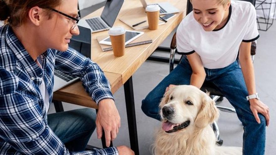 Perros en la oficina: varios estudios muestran beneficios para los trabajadores