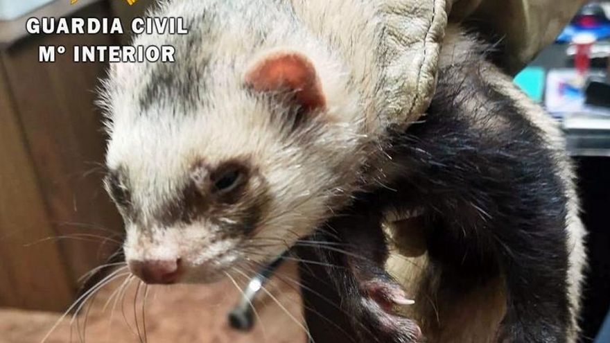 El hurón que había usado para cazar un conejo