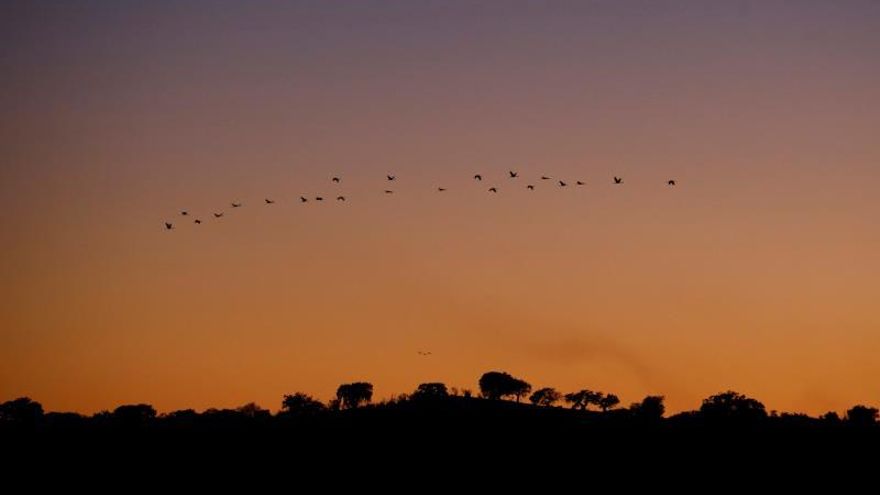 Una bandada de grullas surca los cielos al atardecer.