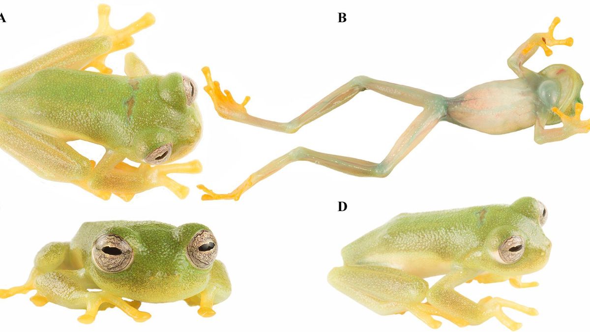 Descubren una nueva rana de cristal en un “mundo perdido” de Ecuador