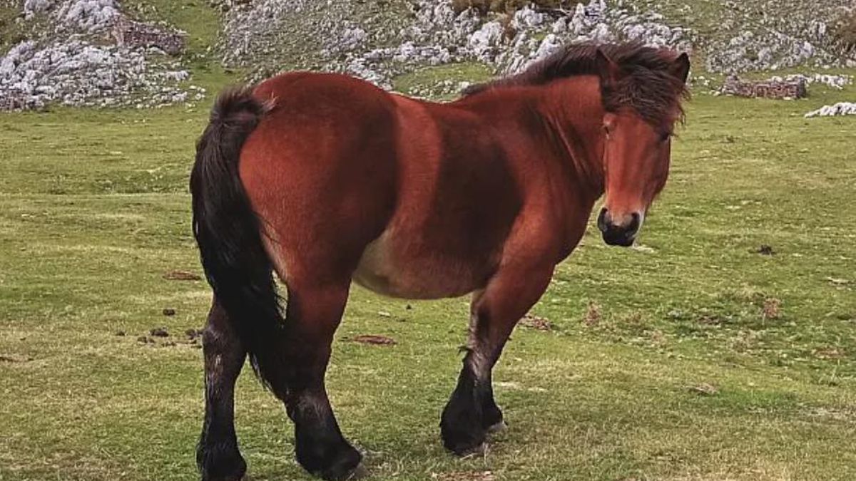Los thieldones de Saldaña o el homenaje de este pueblo a los caballos vacceos que conquistaron el imperio romano