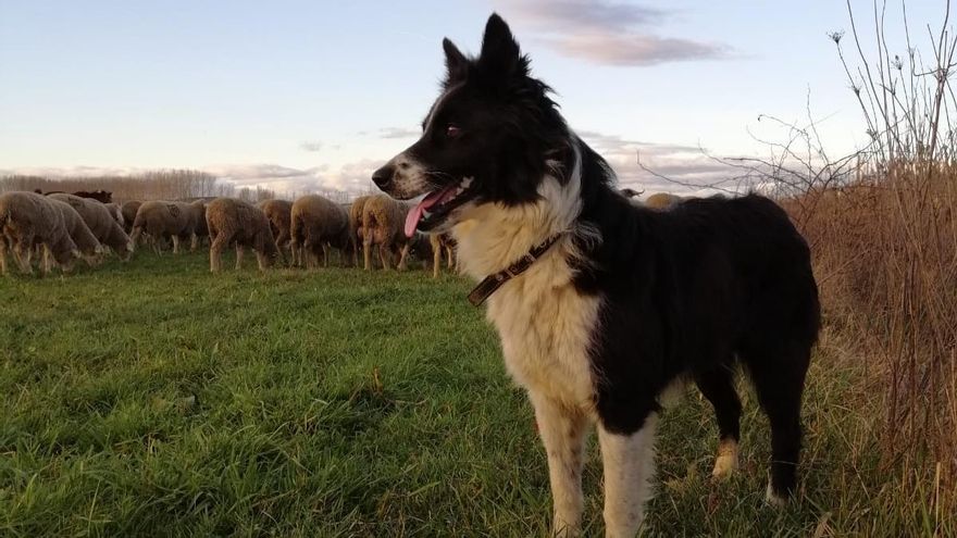 La encrucijada de ser pastor en el S.XXI en una provincia como León