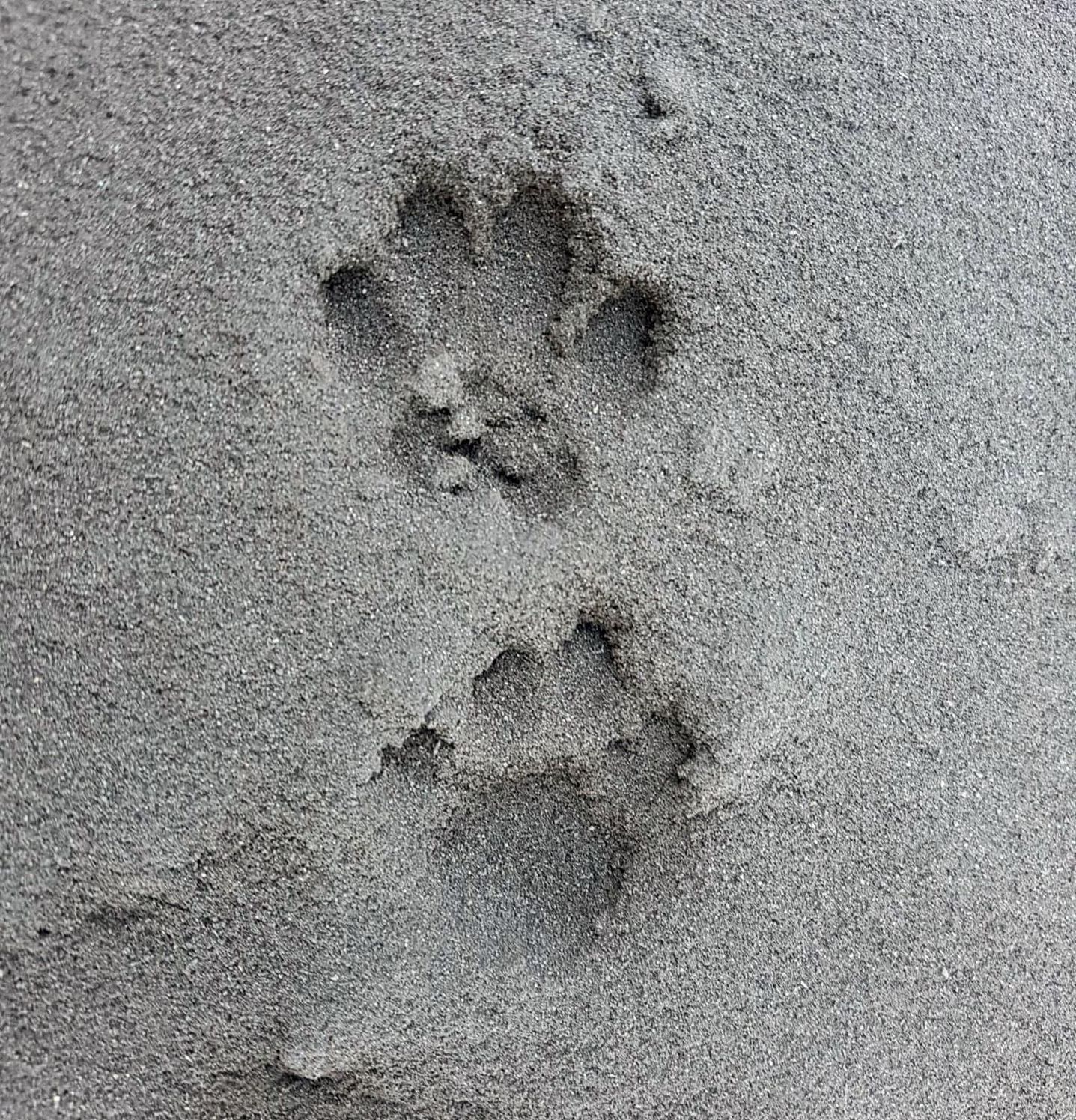 Huellas de perro en la zona de exclusión de Las Manchas