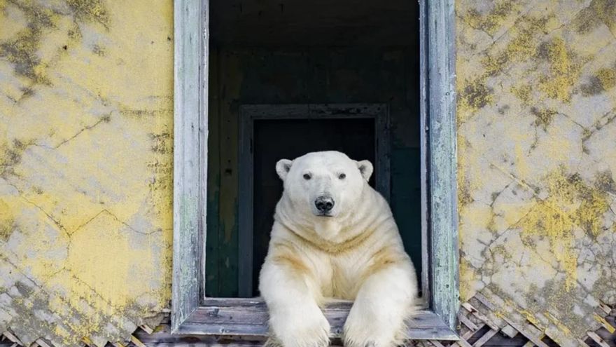 Los edificios que la Unión Soviética dejó en ruinas ahora son guarida de osos polares que se dedican a mirar por las ventanas