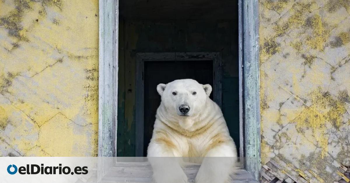 Los edificios que la Unión Soviética dejó en ruinas ahora son guarida de osos polares que se dedican a mirar por las ventanas