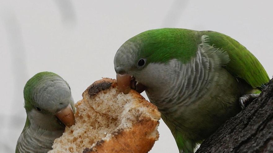 Fin a la caza de las cotorras en Madrid: su número baja a 10.000 y el Ayuntamiento no las volverá a perseguir