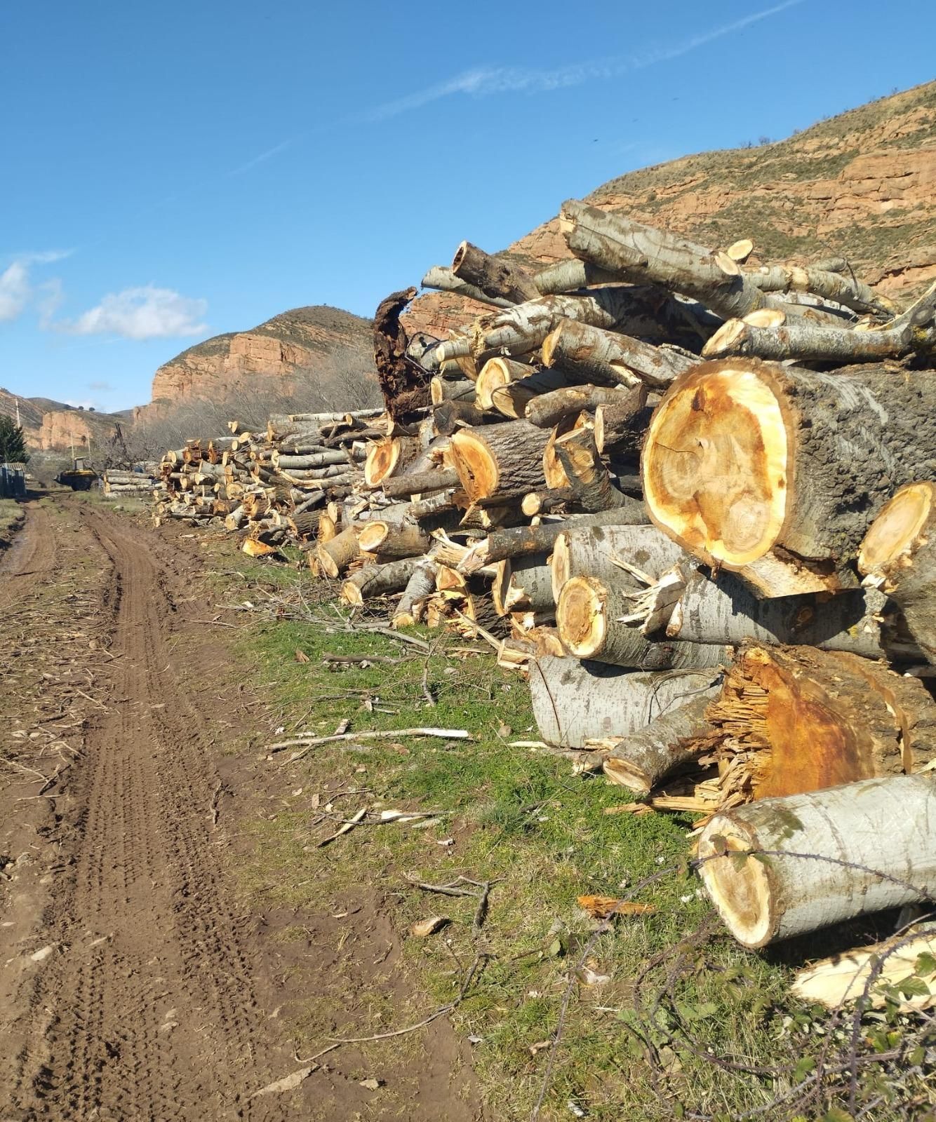 Denuncian la corta aproximadamente de una hectárea de bosque de ribera,