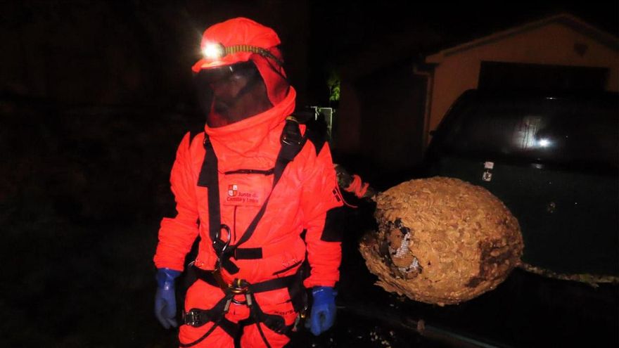 Medio Ambiente retira un nido de avispas asiáticas en Villasimpliz