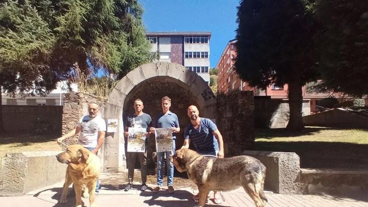 De las brañas al parque de Villablino: el paseo para acudir al Campeonato Nacional 2025 de Mastín Español