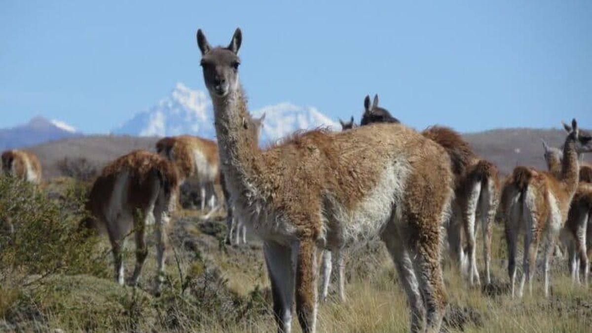 Un grupo de guanacos pastan en un campo de la provincia de Santa Cruz, Patagonia argentina. Al fondo, los picos nevados de la cordillera andina. Foto: Germán Gil